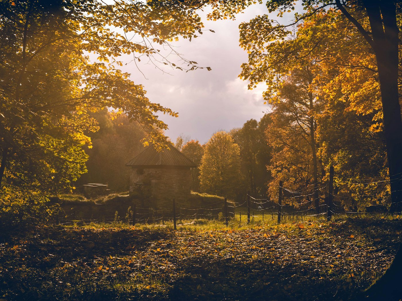 Norwegian birch forest in autumn colours.