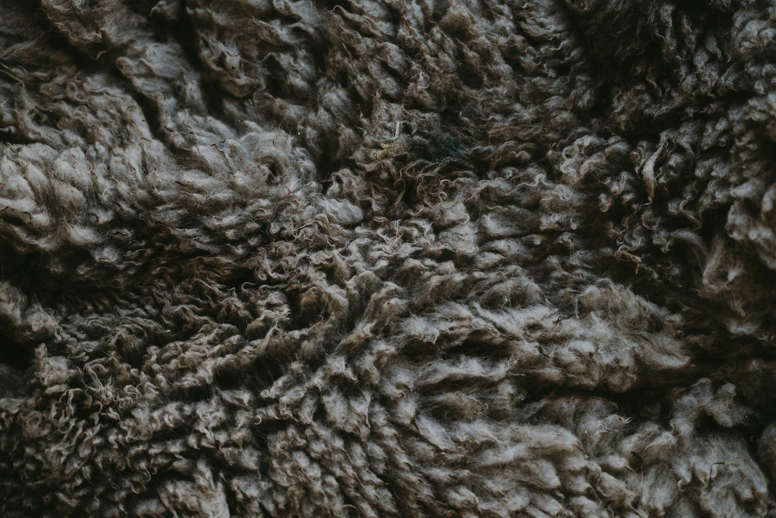 Close-up of thick wool fleece texture.