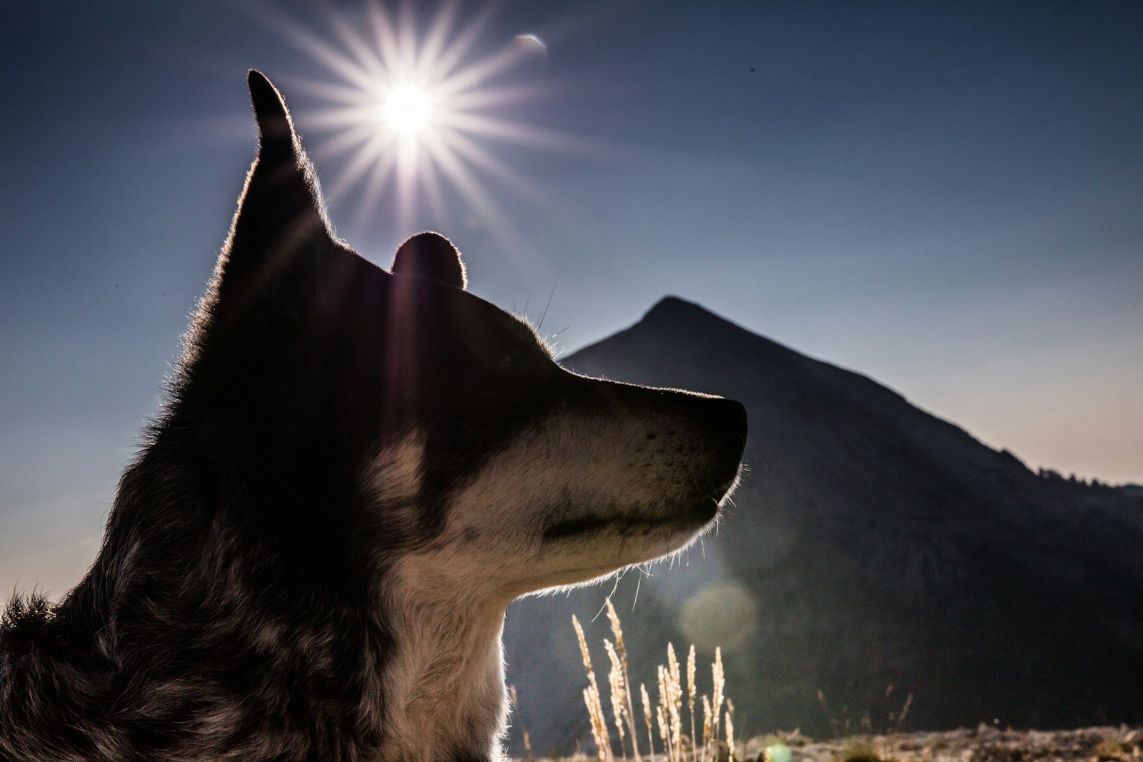 black and white dog on snow covered ground during daytime