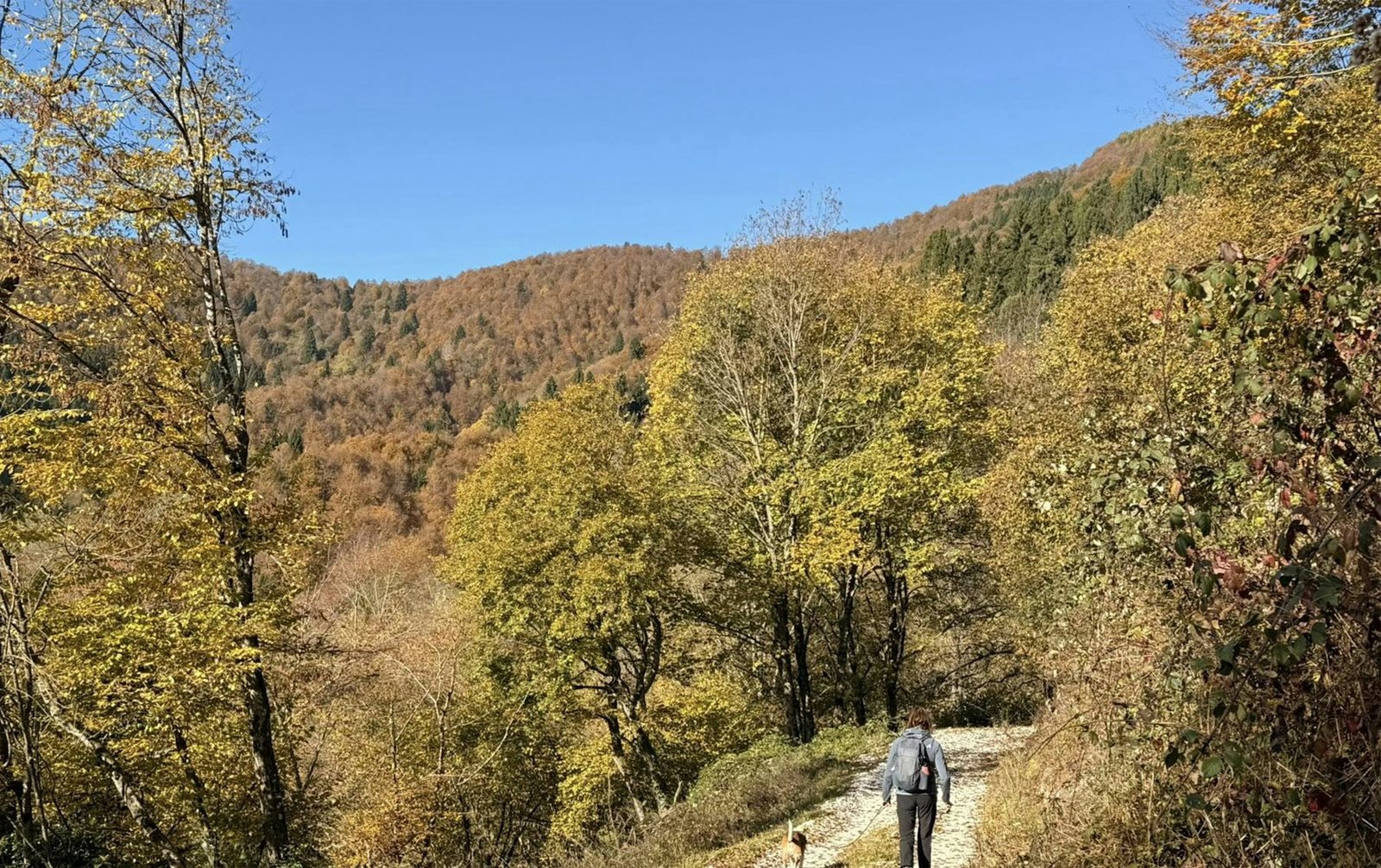 Person walking on a trail through autumn forest