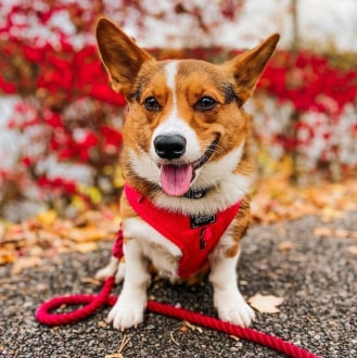 4-min Merlot Adjustable Dog Harness