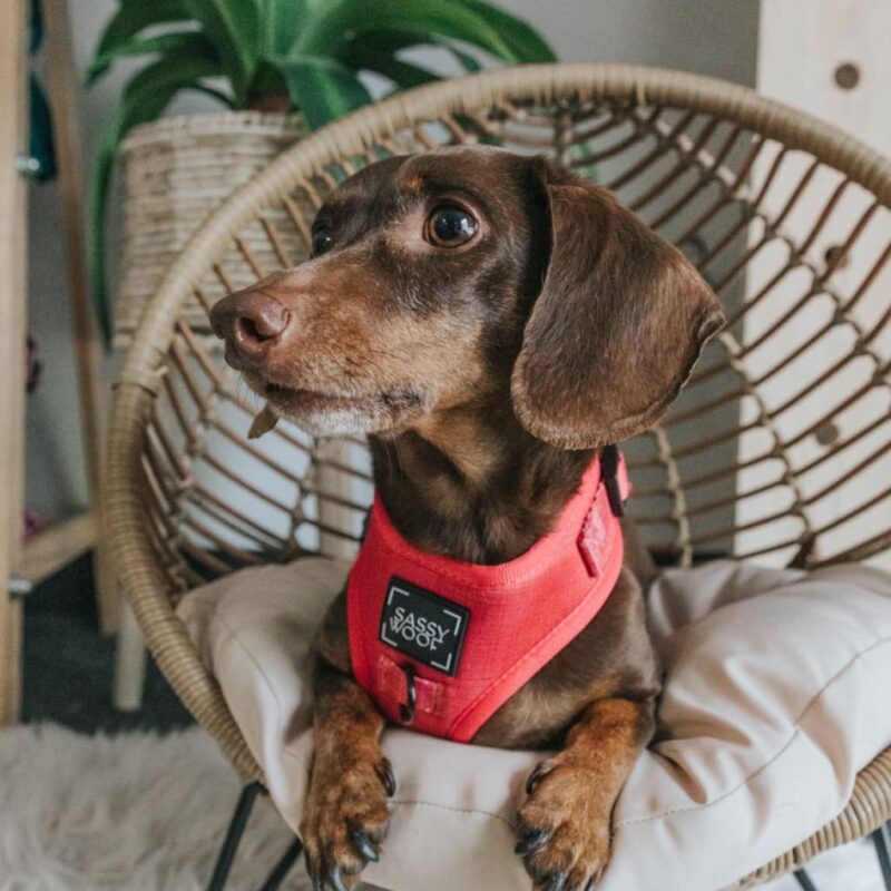 ‘Merlot’ Adjustable Dog Harness Explore popular Camping & Hiking categories https://mondohiking.com 4