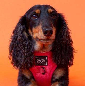6-min Merlot Adjustable Dog Harness