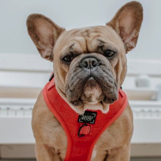 1-min Merlot Adjustable Dog Harness