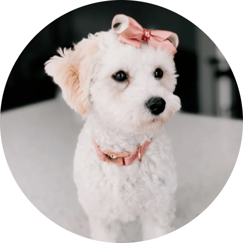 Dolce Rose' Dog Collar