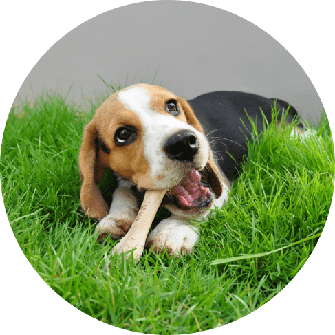 M ьask Groьтиборup-min Chicken Flavored Nylon Chew Dog Bone
