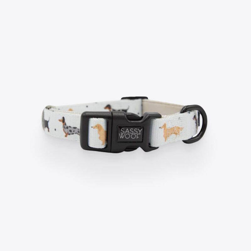 101 Dachshund Dog Collar Explore popular Camping & Hiking categories https://mondohiking.com