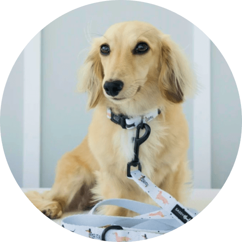Mask ,,,Group-min 101 Dachshund Dog Collar