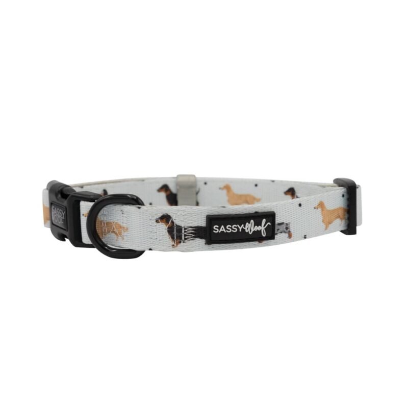 101 Dachshund Dog Collar Explore popular Camping & Hiking categories https://mondohiking.com 2