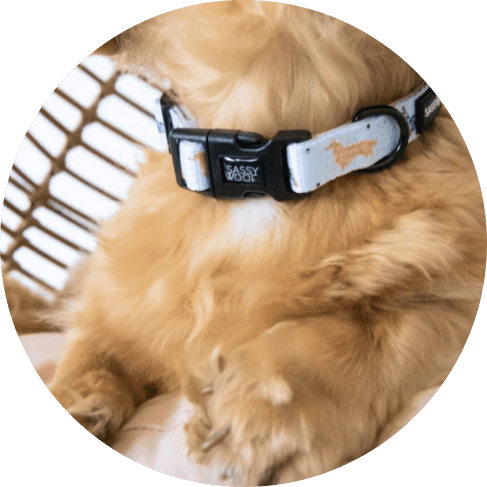 101 Dachshund Dog Collar
