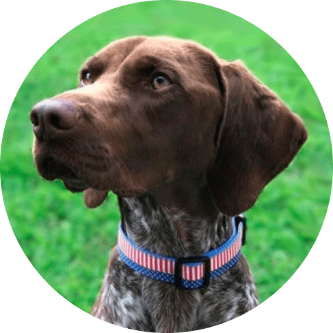 4th of July Star & Stripes Dog Collar