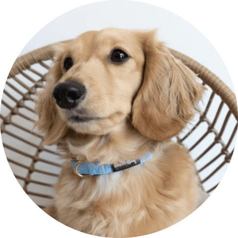 Blumond Dog Collar