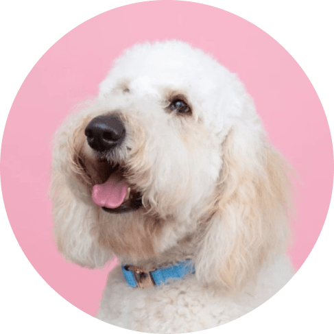 Blumond Dog Collar
