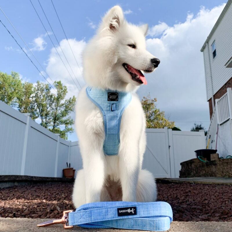 Blumond’ Dog Fabric Leash Explore popular Camping & Hiking categories https://mondohiking.com 4