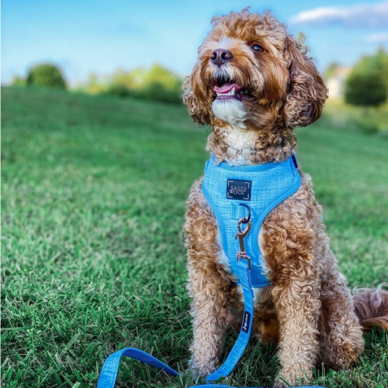 Blumond’ Dog Fabric Leash Explore popular Camping & Hiking categories https://mondohiking.com 5