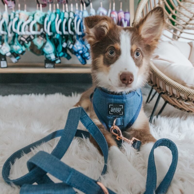 Denim’ Dog Fabric Leash Explore popular Camping & Hiking categories https://mondohiking.com 5