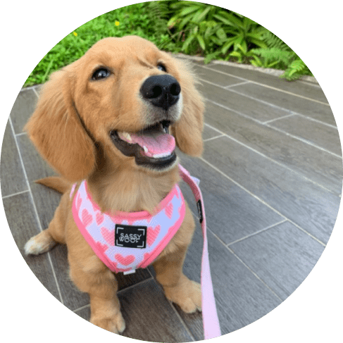 Mask Grkkkkoup-min Dolce Rose' Dog Fabric Leash