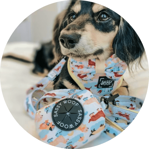 Mask Grohuup-min Rainy Dachshund' Dog Waste Bag Holder